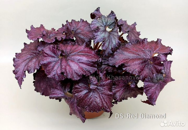 Бегонии декоративно-лиственные (список сортов)