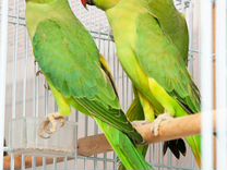 Ожереловый попугай зеленые птенцы