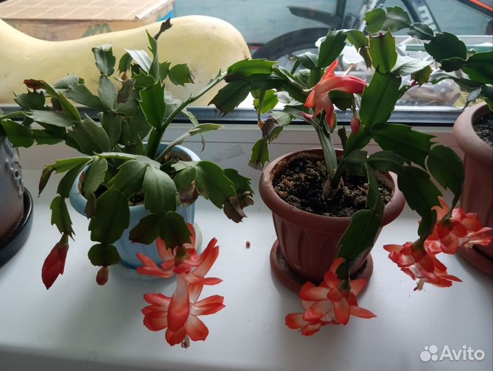 Декабрист шлюмбергера