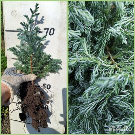 Саженцы хвойных растений