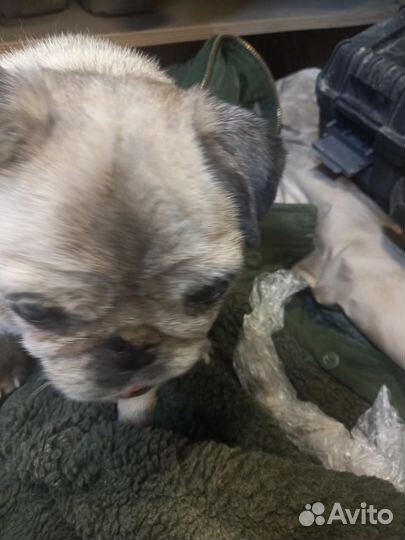 Найдена собака мопс девочка