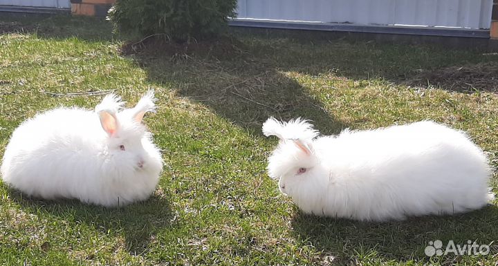 Кролики 