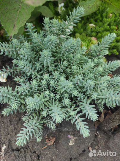 Седум (очиток) многолетний почвопокровник