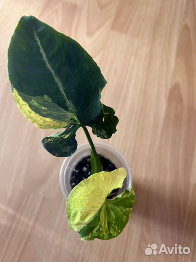 Сингониум яичница вар (scrambled eggs var)