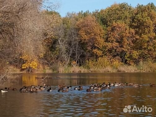 Подсадная утка кряква