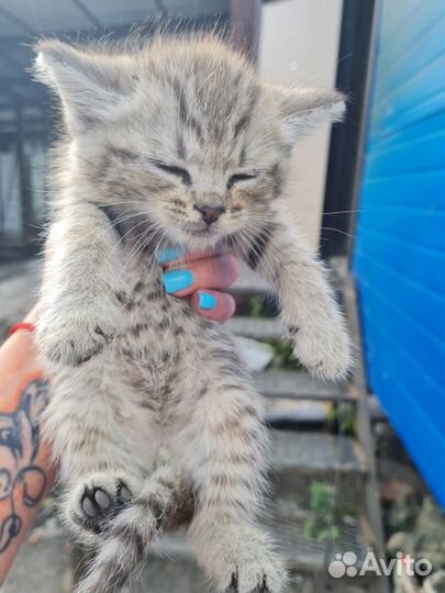 Котодети в добрые руки