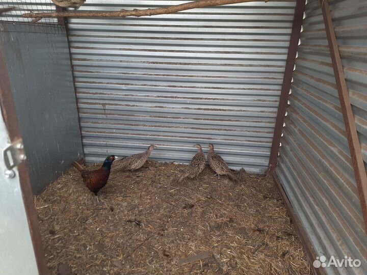 Реализуем Фазана (северокавказского)