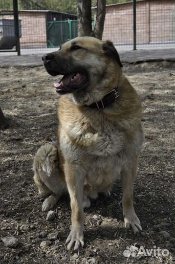 Портос в приюте очень ждёт хозяина