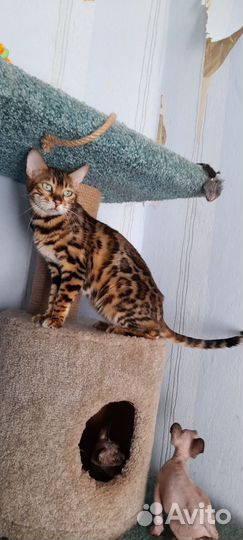 Бенгальская кошка