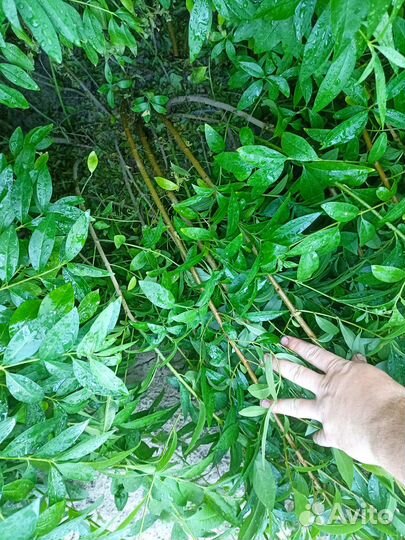 Саженцы бирючины