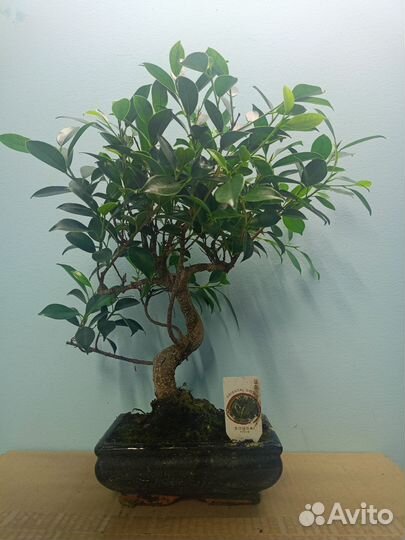 Бонсай фикус
