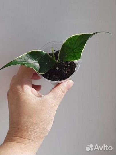 Хойи Полинейра Альба, Триколор,Кентиана вар