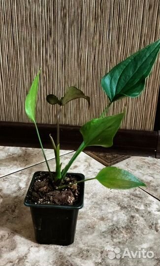 Антуриум Блэк Лав