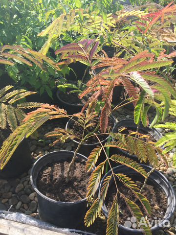 Альбиция ленкоранская, С3, Н30см