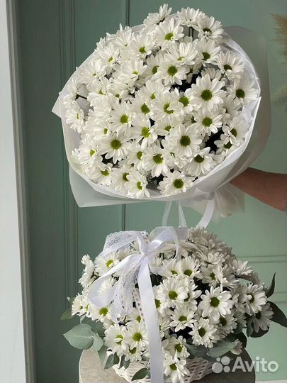 Хризантема кустовая букеты 5/15/25