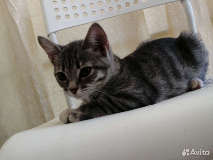 Британские котята