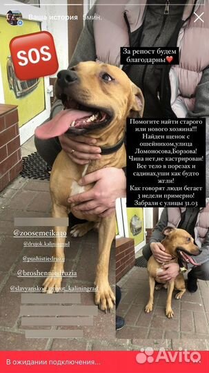 Найдена собака