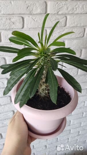 Похиподиум