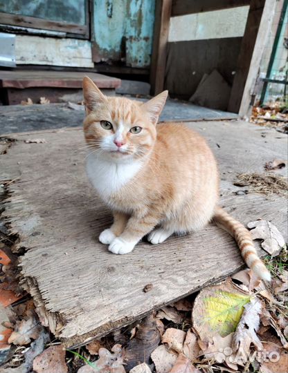 Рыжий котенок
