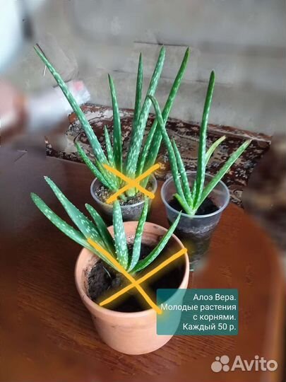 Укорененные отростки домашних цветов