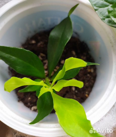 Комнатные цветы. Горшки, кашпо. Вазон