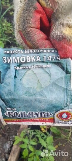 Рассада капусты