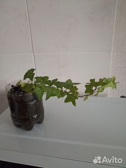 Плющ, фикус Бенджамина