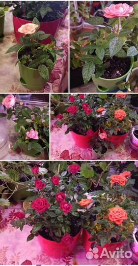 Розы горшечные домашние комнатные