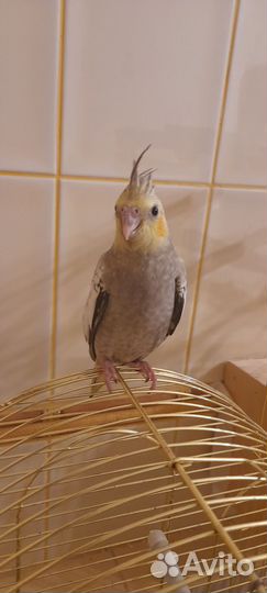 Ручной птенец попугая корелла