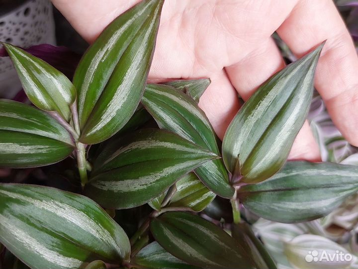 Традесканции сортовые