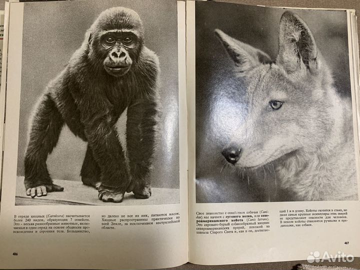 Энциклопедия животных