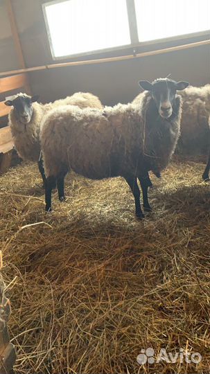 Овцы, баранина