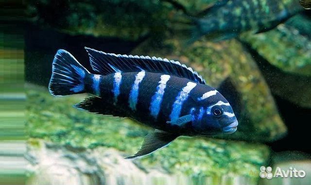 Аквариумные рыбы. Фильтры аквариумные