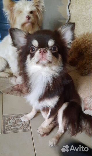 Мачо для дам