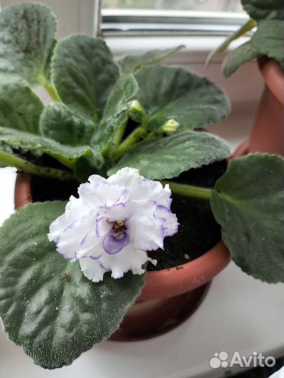 Отростки фиалки