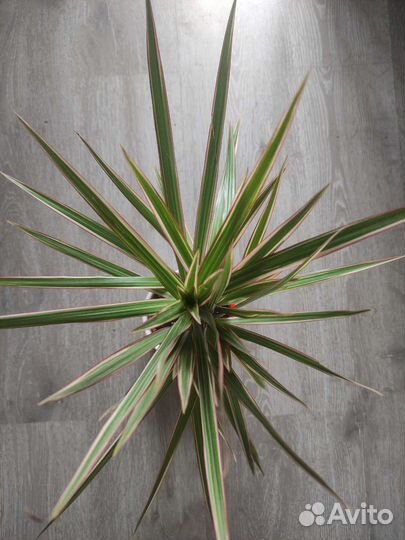 Драцены Санрей и Биколор