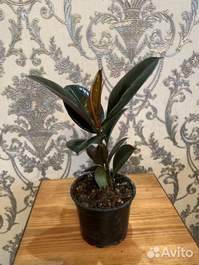 Фикус эластика робуста