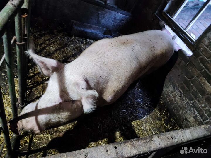 Хряк на племя