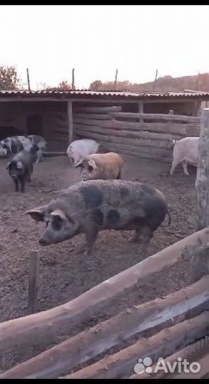 Свиноматки и самец ландрас