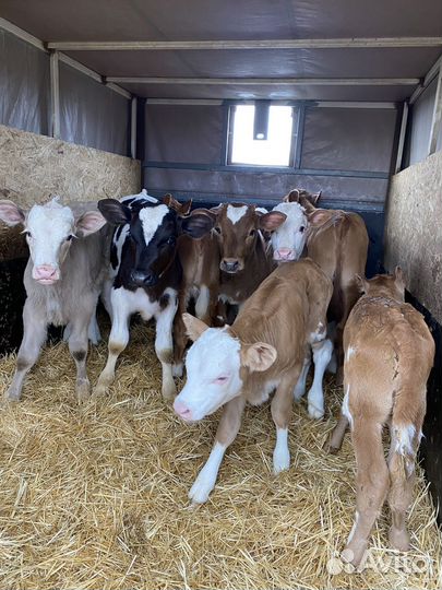 Телята симменталы