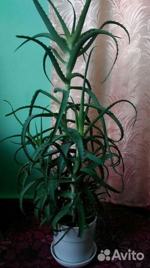 Алоэ. Замиокулькас