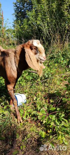 Камори-нубийский козëл вязка