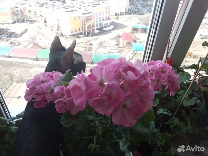 Пеларгонии на срез