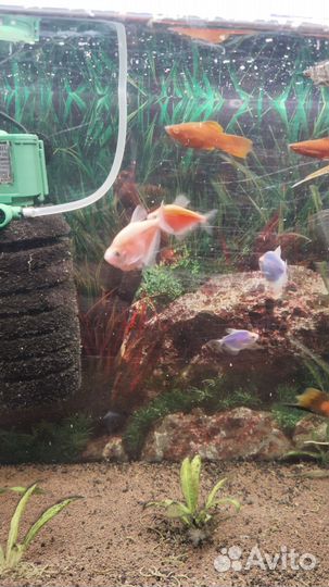 Аквариумные рыбки
