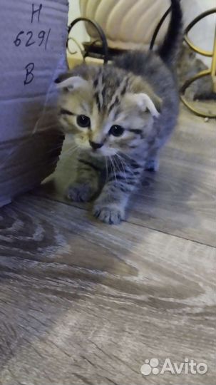 Шотландская вислоухая