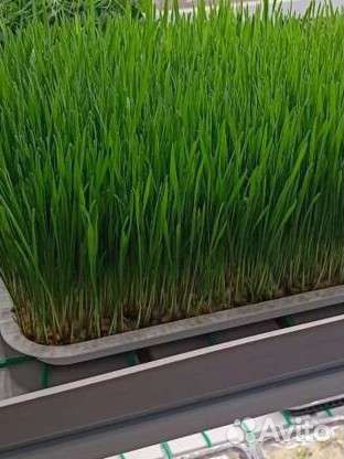 Микрозелень