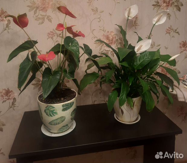 Комнатеые цветы
