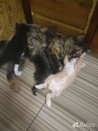 Котята курильский бобтейл бесплатно