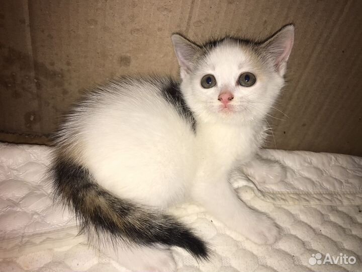 Котята в добрые руки даром