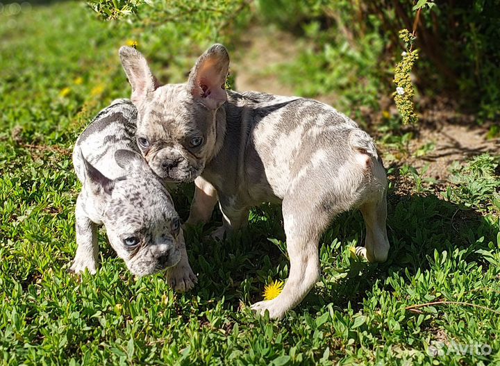 Французский бульдог щенки